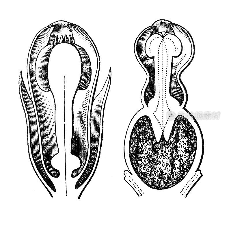 Cytinus hypocistis是Cytinaceae家族中的一种寄生植物，有四个亚种